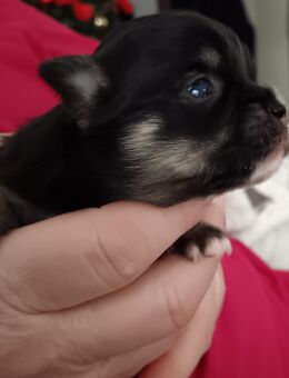 Letzter Langhaar Chihuahua Rüde - Düsseldorf