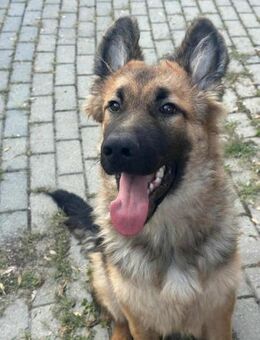 Hector sucht ein liebevolles Zuhause - Nordwalde