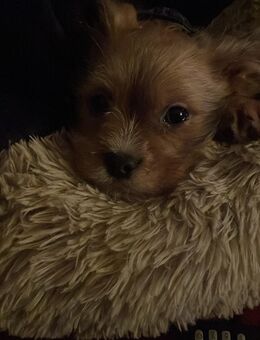 Welpe sucht ein Zuhause - Rheine Zentrum