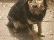 Molly sucht ein schönes Zuhause - Blankenheim (Nordrhein-Westfalen)