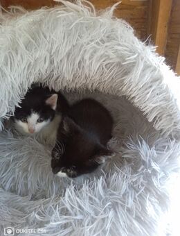 Babykatzen - Grabfeld
