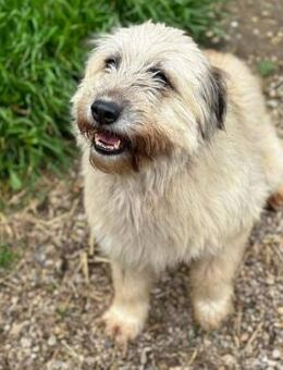 FRANZi 🍀 ist freundlich zu ALLEN 😀 - Mylau