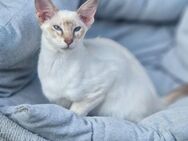 Hübsche Balinesen Kitten suchen neues Zuhause - Neuburg (Donau) Zentrum