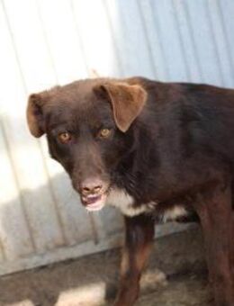 Malou - liebe Hündin - Lohra