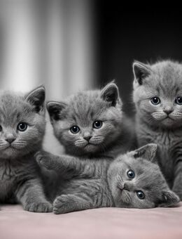 wunderschöne BKH Kitten abgabebereit - Velbert