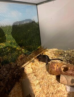 Wüstenrennmaus Bock schwarz 10 Monate alt - Essen