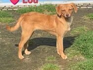 Lou - Traumwelpe mit Charme - Höchst (Odenwald)
