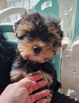 Biwer Yorkshire Terrier welpe Mädchen - Stuttgart