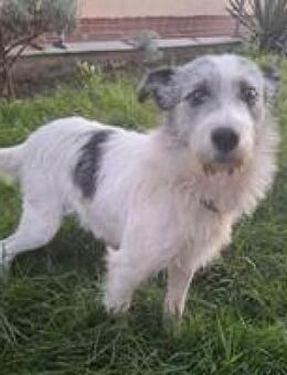 Madox toller netter Wuschel-Rüde - Hüllhorst