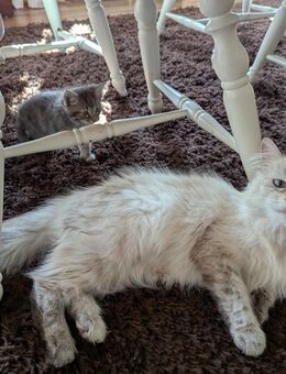 Süße Maine coon Mix katzen - Kyritz