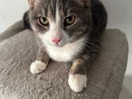 Katzen Zu Verkaufen - Kamp-Lintfort