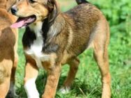 Daphne sucht liebevolles Zuhause - Bergkirchen