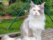 Main Coon Kastratin blue-silver-torbie-white, knapp 5 Jahre - Freital