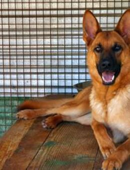 Tiffany - Arbeitswillige Hündin - Obertshausen