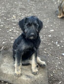 Shuri möchte dich verzaubern - Celle