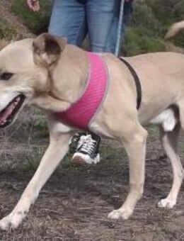 Simba, ein toller Anfängerhund - Brunstorf