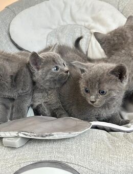 Bkh mix Russisch Blau Kitten suchen ein neues Zuhause - Keltern