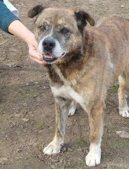 Rozi von kettenlos - Bollingstedt