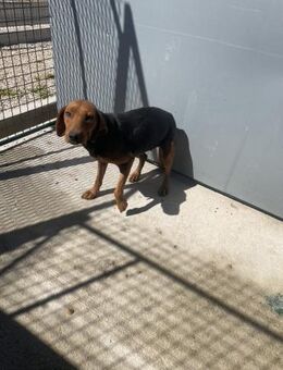 Zarte Seele Rolly voller Hoffnung - Hamburg