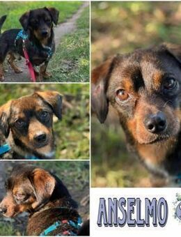 ANSELMO * winziges Charakter Kerlchen - Duisburg