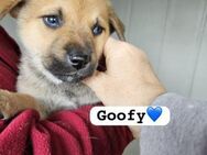 Goofy-wer öffnet sein Herz für mich 🙏🏻 - Grevenbroich