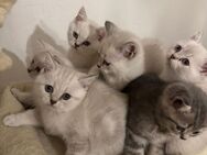 Bkh kitten 8 Wochen alt - Oberhausen