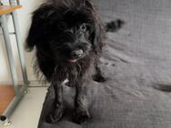 Black Lola - Rheinberg