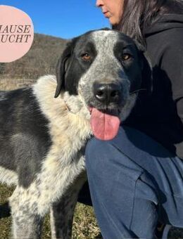 Zuckersüßer BOBI sucht Herzmenschen❤️ - Saarbrücken