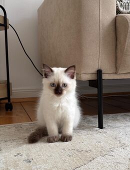 Ragdoll und türkische angora Mix - Braunschweig