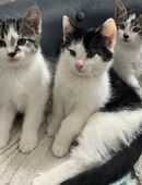 4 süße EKH Kitten in 48703