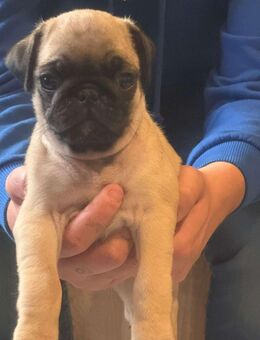 Mops Welpen suchen ein zu Hause - Eschweiler