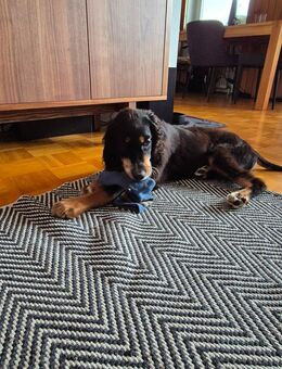 English Gordon Setter - Bischofswiesen