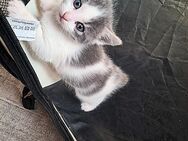 Kitten langhaar mix