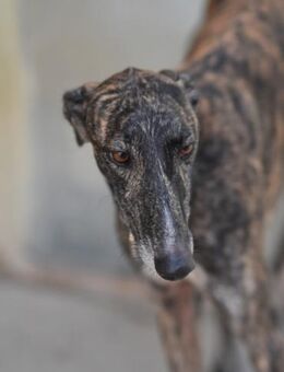 Sanfter Galgo Mazapan sucht sein Zuhause - Berlin