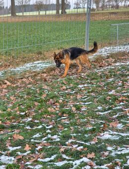 Gina sucht ein neues Zuhause. - Remptendorf