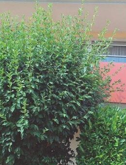 Eine echte Gelegenheit: Jetzt handeln! Gut geschnittene 3-Zimmer-Wohnung in Wasserburg. - Wasserburg (Bodensee)