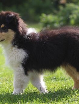 Collie - Welpe - Rüde mit gepacktem Köfferchen - Coppenbrügge