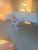 Leopardengecko mit Terrarium in 78048