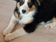 Australian Shepherd Welpen reinrassig - Steinfeld (Oldenburg)