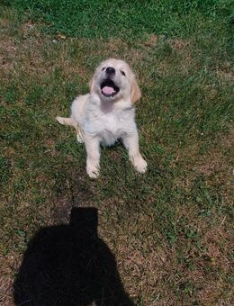 Golden Retriever Welpen - Ichenhausen Zentrum