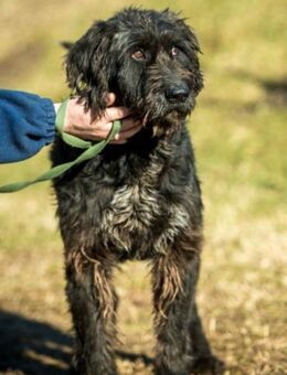 Badger von Kettenlos - Bollingstedt