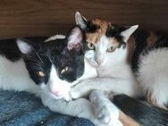 🆘NOTFALL🆘Chiara & Mateo-verlieren PS - Eislingen (Fils)