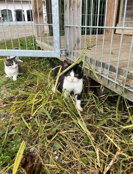 Nette Katzen in liebevolle Hände Abzugeben. - Hohenthann