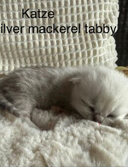 BKH Kitten - Stahlhofen (Wiesensee)