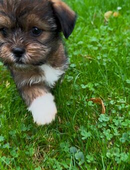 Yorkshire Terrier mix - Oberhausen