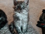 Maine Coon Kitten - Marne