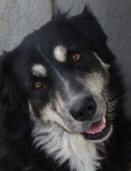 Jilly, geb. ca. 03/2023, Griechenland - Euskirchen