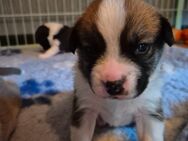 4 süße Australian Shepherd Mix Welpen