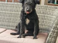 Mogli auf Pflegestelle in 44534 Lünen - Olfen