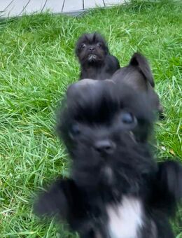 Chihuahua, dunkelblau - Haar